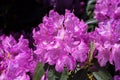 Rhododendron in bright morning sun. Royalty Free Stock Photo