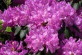 Rhododendron in bright morning sun. Royalty Free Stock Photo