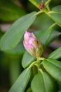 Rhododendron Bud. Close up pink rhododendron bud with large green leaves Royalty Free Stock Photo