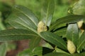 Rhododendron bud Royalty Free Stock Photo