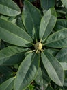 Rhododendron bud  under sunlight Royalty Free Stock Photo