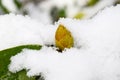 Rhododendron bud in winter surrounded by fresh white snow Royalty Free Stock Photo