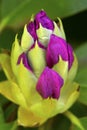 Rhododendron buds just opening up in spring in Connecticut. Royalty Free Stock Photo