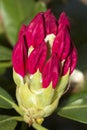 Rhododendron buds just opening up in spring in Connecticut. Royalty Free Stock Photo