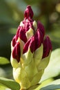 Rhododendron buds just opening up in spring in Connecticut. Royalty Free Stock Photo