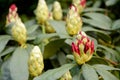 Rhododendron buds Royalty Free Stock Photo