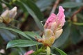 Rhododendron buds. Pink bud of Rhododendron.