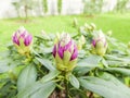 Rhododendron buds Royalty Free Stock Photo