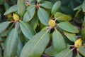 Closeup of Rhododendron buds in winter Royalty Free Stock Photo