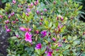 Rhododendron bush blooming in bright pink flowers