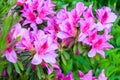 Rhododendron bush blooms with pink flowers in the garden. Azalea blooming with bright lilac and purple flowers on a green bush in Royalty Free Stock Photo