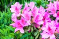 Rhododendron bush blooms with pink flowers in the garden. Azalea blooming with bright lilac and purple flowers on a green bush in Royalty Free Stock Photo