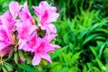 Rhododendron bush blooms with pink flowers in the garden. Azalea blooming with bright lilac and purple flowers on a green bush in Royalty Free Stock Photo