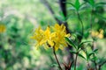 Rhododendron bush blooms in yellow flowers in the forest. Azalea blooming in bright colors. Ornamental gourmet plant for garden Royalty Free Stock Photo