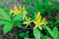 Rhododendron bush blooms in yellow flowers in the forest. Azalea blooming in bright colors. Ornamental gourmet plant for garden Royalty Free Stock Photo