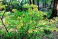 Rhododendron bush blooms in yellow flowers in the forest. Azalea blooming in bright colors. Ornamental gourmet plant for garden Royalty Free Stock Photo