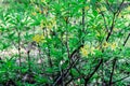 Rhododendron bush blooms in yellow flowers in the forest. Azalea blooming in bright colors. Ornamental gourmet plant for garden Royalty Free Stock Photo