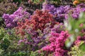 Rhododendron bush during blossoming