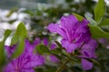 rhododendron bush, lilac, botanical garden