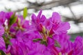 rhododendron bush, lilac, botanical garden