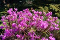 Rhododendron bush with pink flowers
