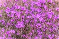 Rhododendron bush with purple flowers in the forest. Wildlife of Easten Siberia