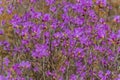 Rhododendron bush with purple flowers in the forest. Wildlife of Easten Siberia. Royalty Free Stock Photo