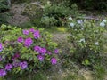 Rhododendron bushes with pink purple flowers in Baden-Baden