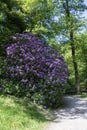 Rhododendron bushes with pink purple flowers at Geroldsau Waterfalls Baden-Baden