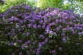 Rhododendron bushes with pink purple flowers at Geroldsau Waterfalls Baden-Baden