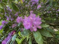 Rhododendron bushes with pink purple flowers at Geroldsau Waterfalls Baden-Baden