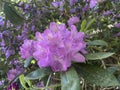 Rhododendron bushes with pink purple flowers at Geroldsau Waterfalls Baden-Baden