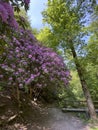 Rhododendron bushes with pink purple flowers at Geroldsau Waterfalls Baden-Baden