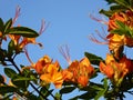 Rhododendron calendulaceum Flame Azalea Royalty Free Stock Photo
