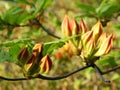 Rhododendron calendulaceum Flame Azalea Royalty Free Stock Photo