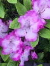 Rhododendron catawbiense, Catawba rosebay, Catawba rhododendron, mountain rosebay, purple ivy, purple laurel, purpl