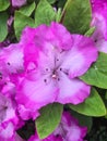 Rhododendron catawbiense, Catawba rosebay, Catawba rhododendron, mountain rosebay, purple ivy, purple laurel, purpl