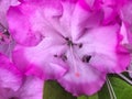 Rhododendron catawbiense, Catawba rosebay, Catawba rhododendron, mountain rosebay, purple ivy, purple laurel, purpl