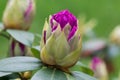 Rhododendron catawbiense, Catawba rosebay flower closeup selective focus