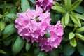 Rhododendron Catawbiense Grandiflorum purple flowers and buds close up.