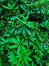 Rhododendron catawbiense. Green bushes after the rain. Royalty Free Stock Photo