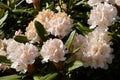 Rhododendron Christmas Cheer Royalty Free Stock Photo