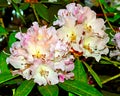 Rhododendron Christmas Cheer Royalty Free Stock Photo