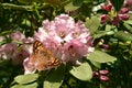 Rhododendron Christmas Cheer with a Wall brown butterfly Royalty Free Stock Photo