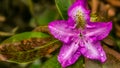 Rhododendron Royalty Free Stock Photo