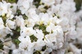 Rhododendron Cunninghams White Royalty Free Stock Photo