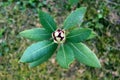 Rhododendron dark purple fully closed flowers with thick green leaves