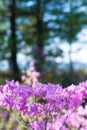 Rhododendron dauricum Royalty Free Stock Photo