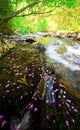 Rhododendron dauricum bagulnik fallen flowers on stream Smolny Royalty Free Stock Photo