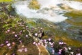 Rhododendron dauricum bagulnik fallen flowers on stream Smolny